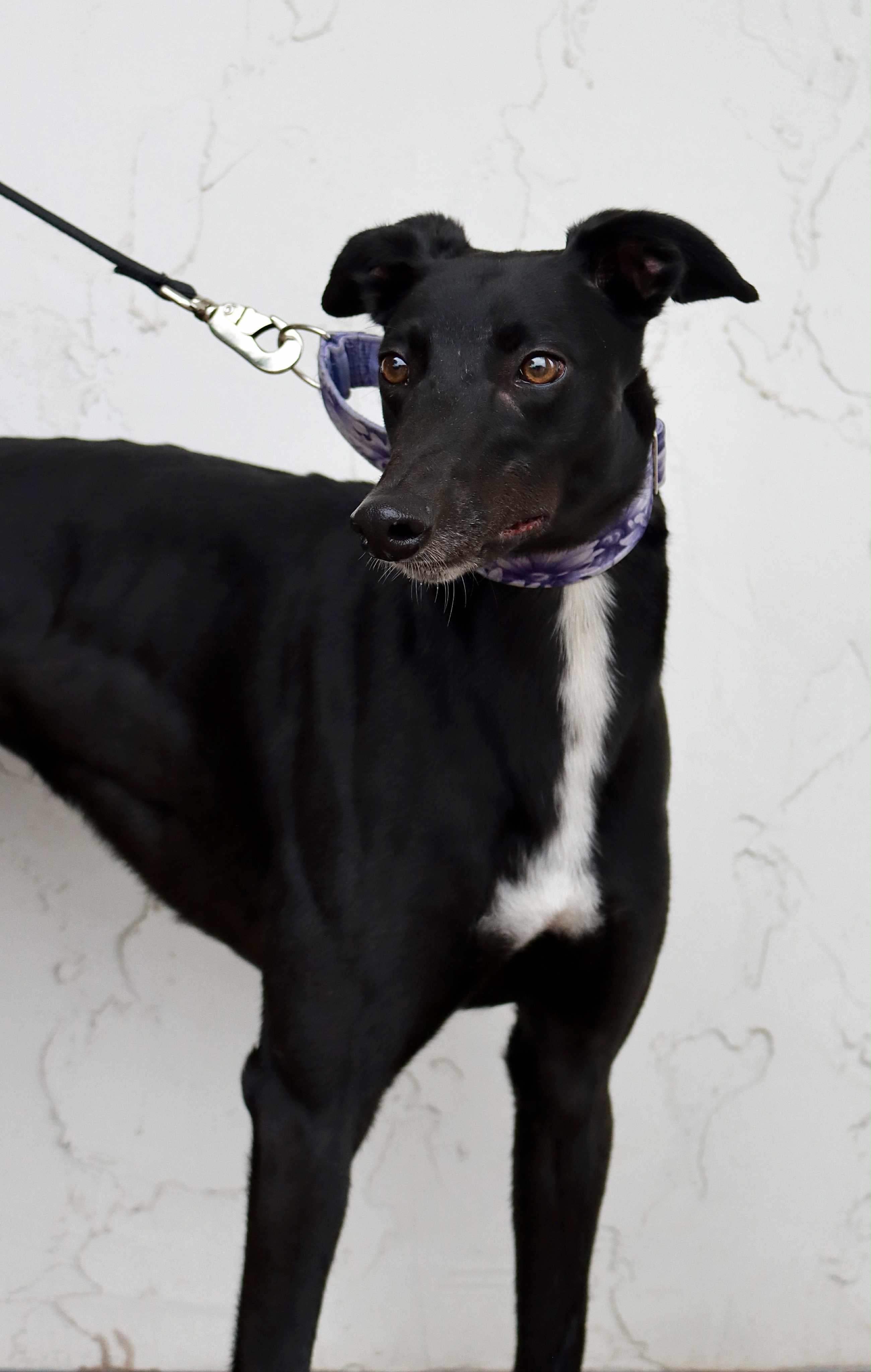 Enlarge Dazzle, a Adoptable Greyhound in Coon Rapids, MN image 1/1