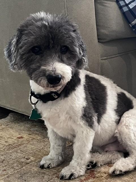 Enlarge Sammy, a Adoptable Havanese in Berkeley Heights, NJ image 2/5