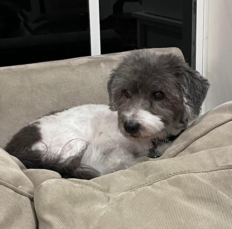 Enlarge Sammy, a Adoptable Havanese in Berkeley Heights, NJ image 3/5