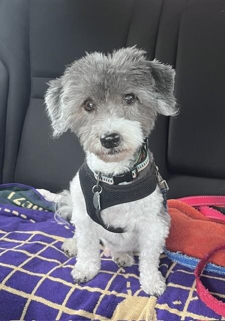 Enlarge Sammy, a Adoptable Havanese in Berkeley Heights, NJ image 4/5