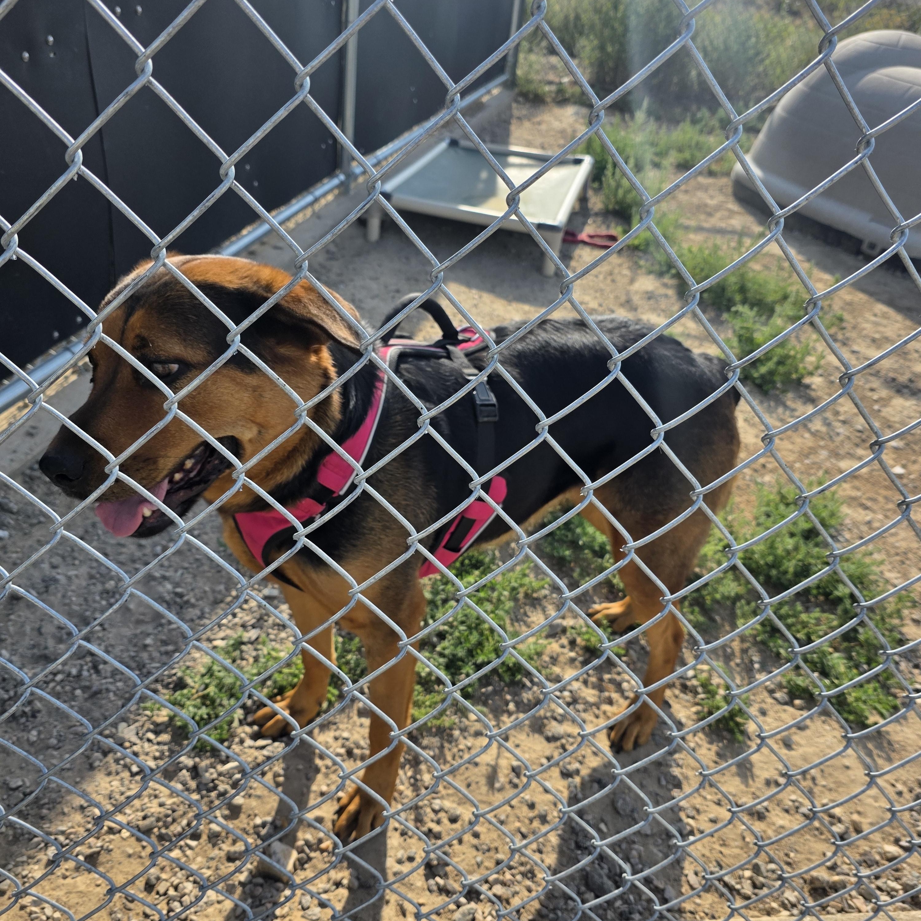 Sasha, a ADOPTABLE mixed breed in Rawlins, WY image 2/3