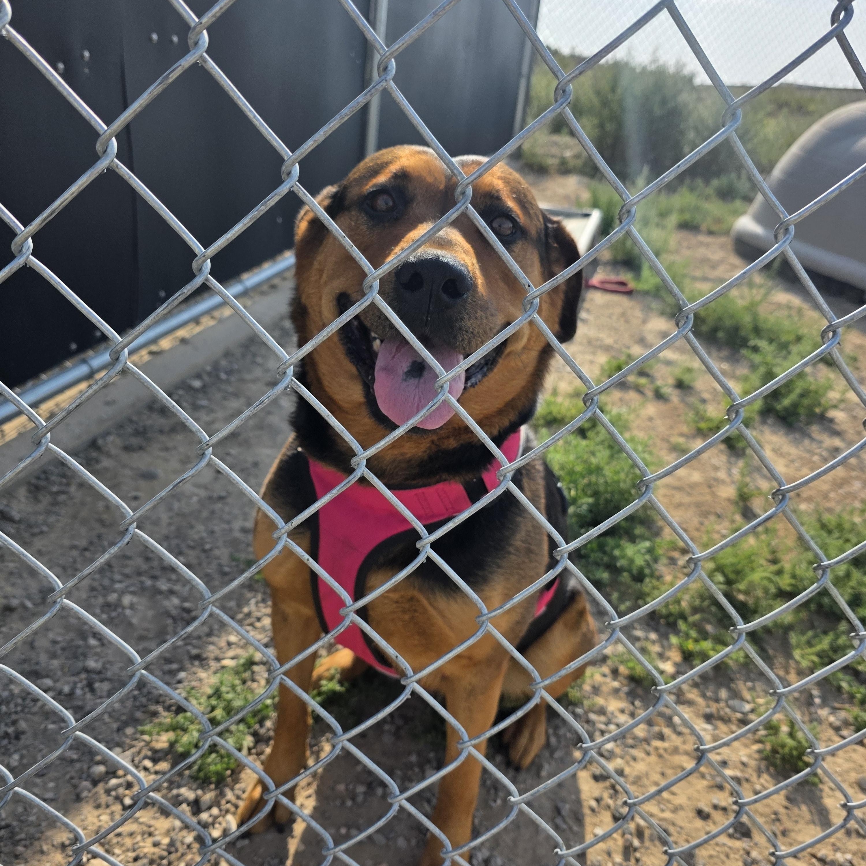 Sasha, ADOPTABLE, Adult Female Rottweiler.