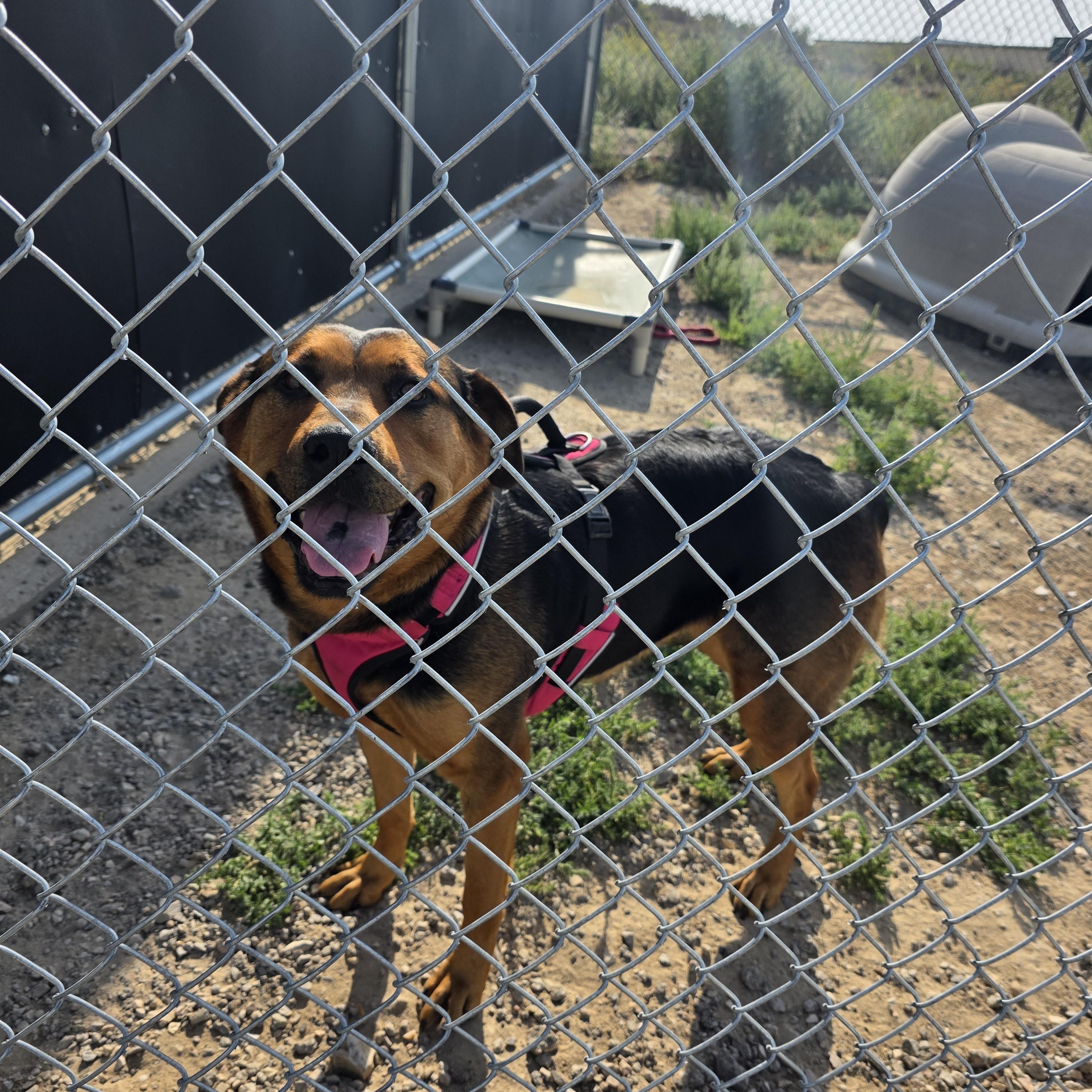 Sasha, a ADOPTABLE mixed breed in Rawlins, WY image 3/3
