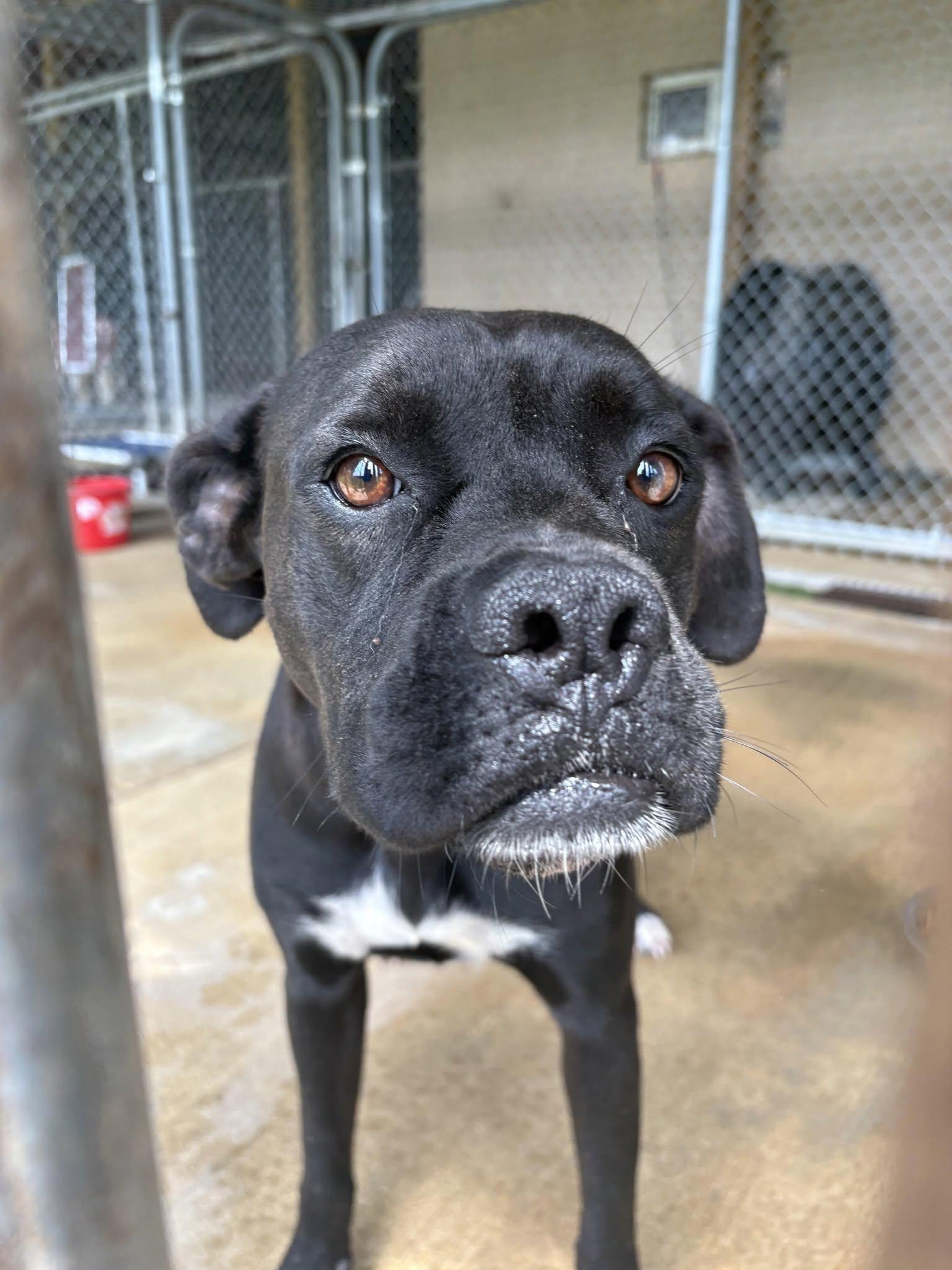 Enlarge GYPSY, a ADOPTABLE mixed breed in Newborn, GA image 5/5