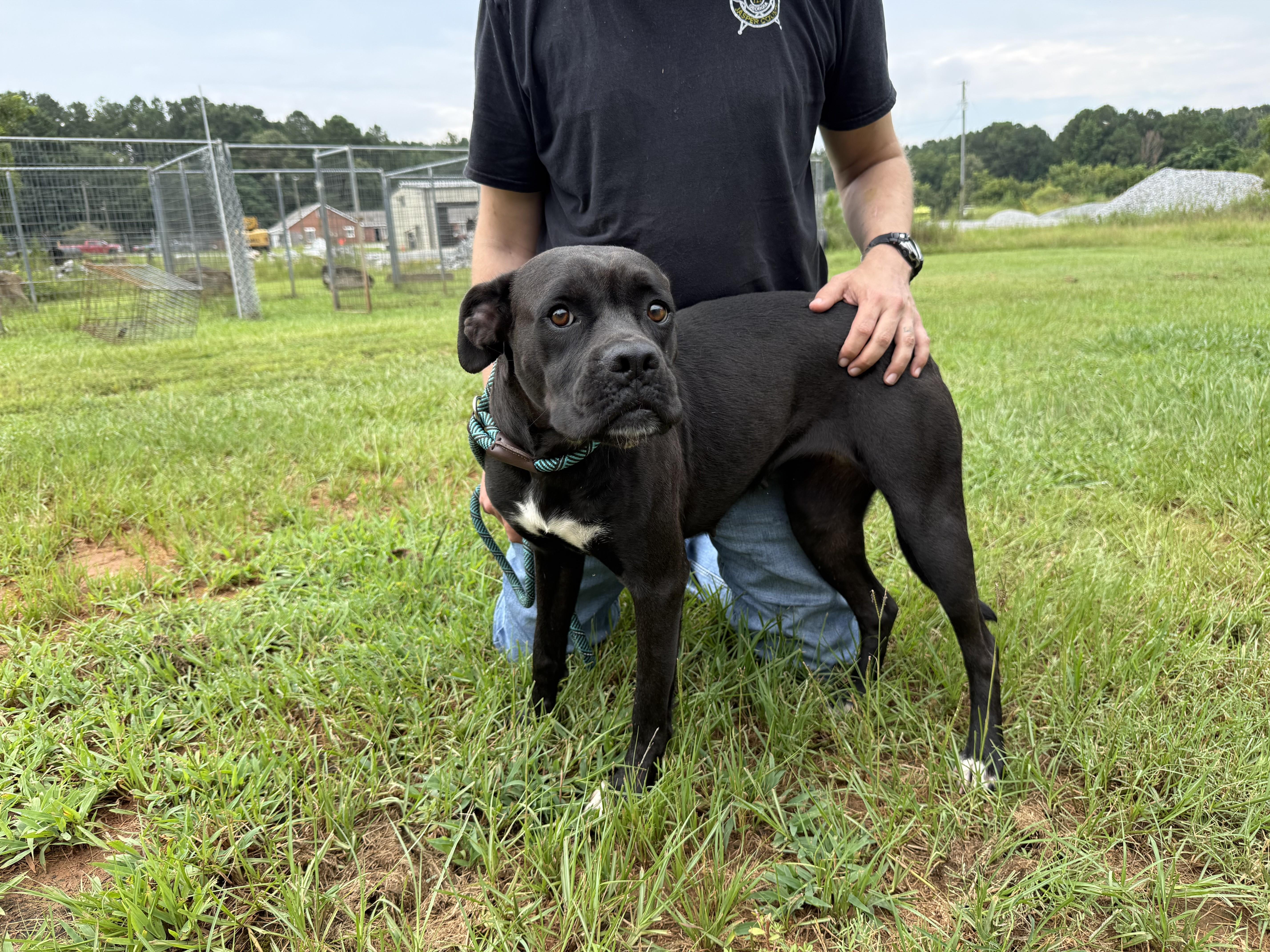 Enlarge GYPSY, a ADOPTABLE mixed breed in Newborn, GA image 3/5