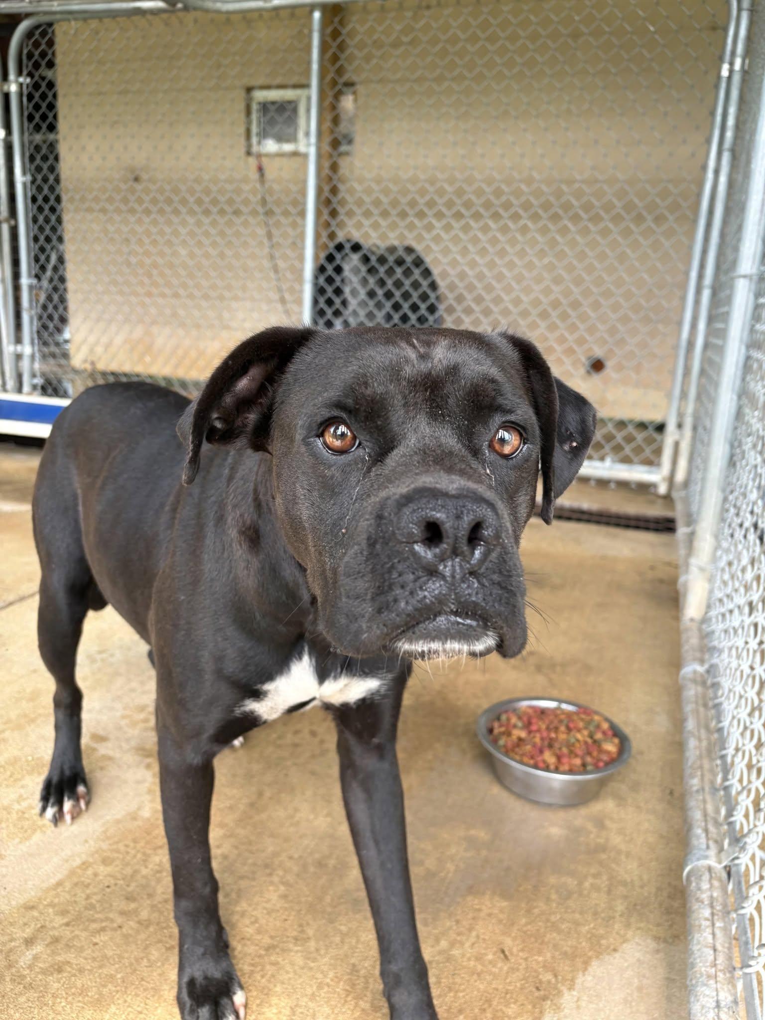 Enlarge GYPSY, a ADOPTABLE mixed breed in Newborn, GA image 4/5
