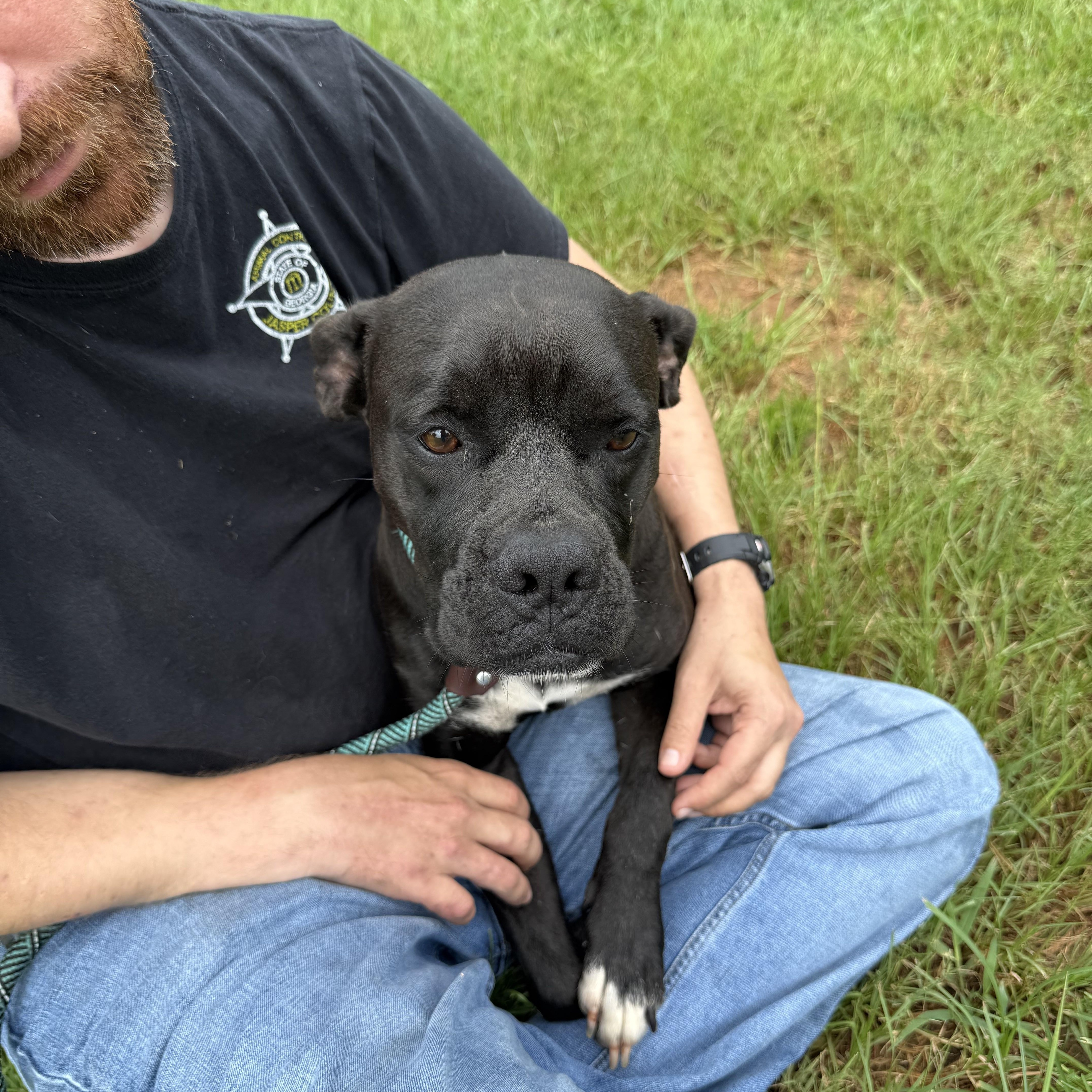 Enlarge GYPSY, a ADOPTABLE mixed breed in Newborn, GA image 2/5