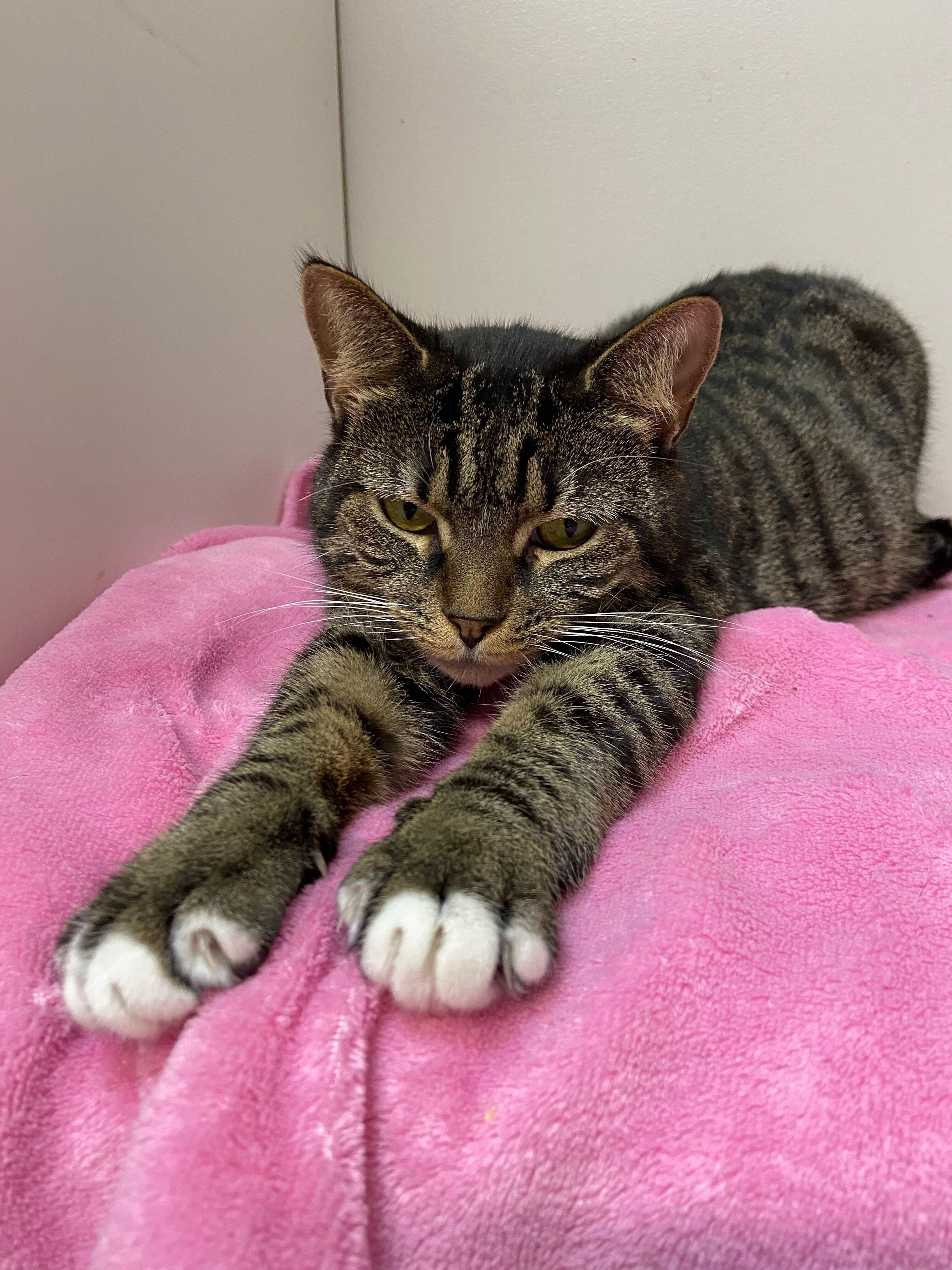 Enlarge Calamity, a Adoptable Domestic Short Hair in Peru, IN image 2/4