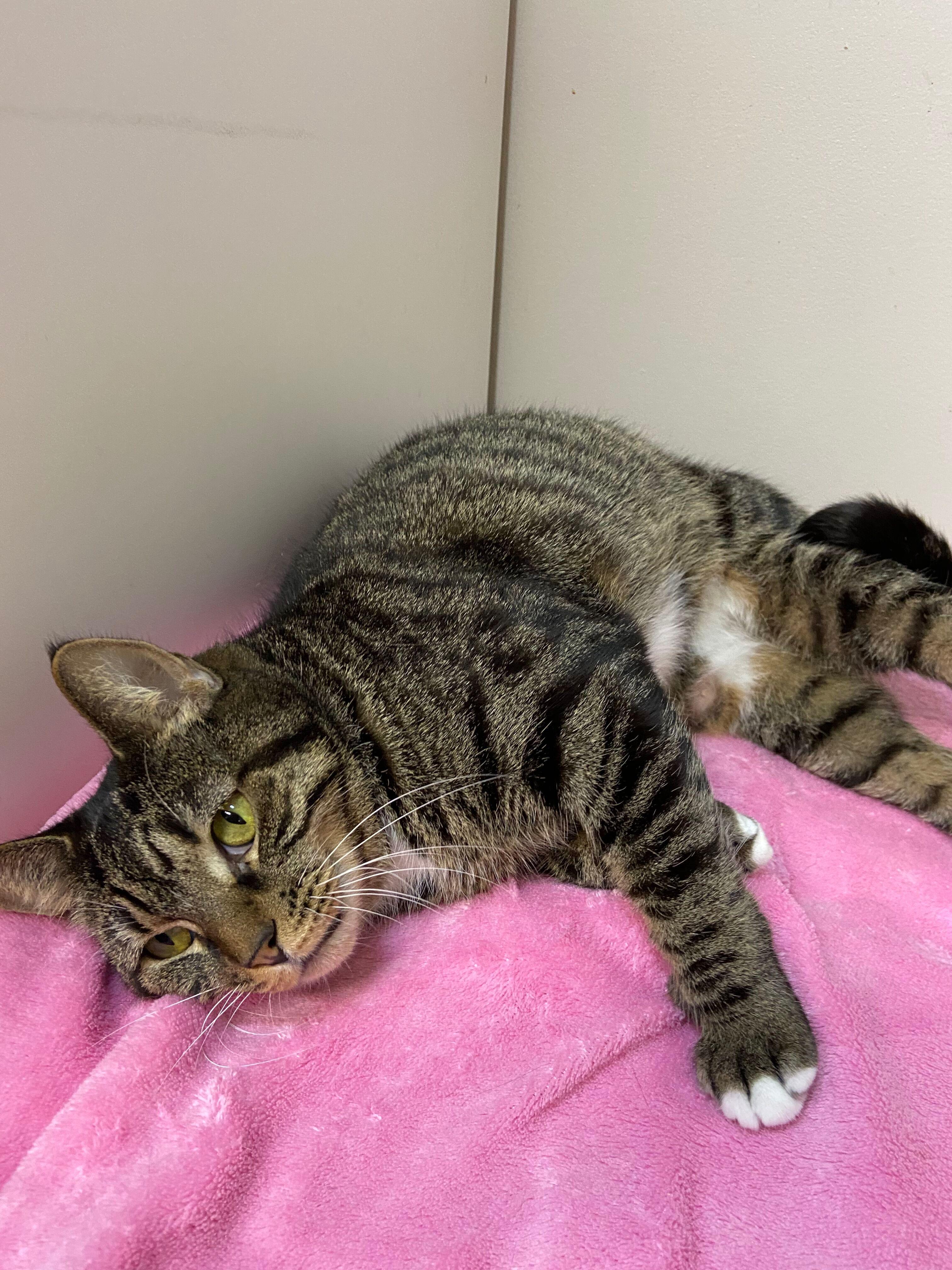 Enlarge Calamity, a Adoptable Domestic Short Hair in Peru, IN image 4/4