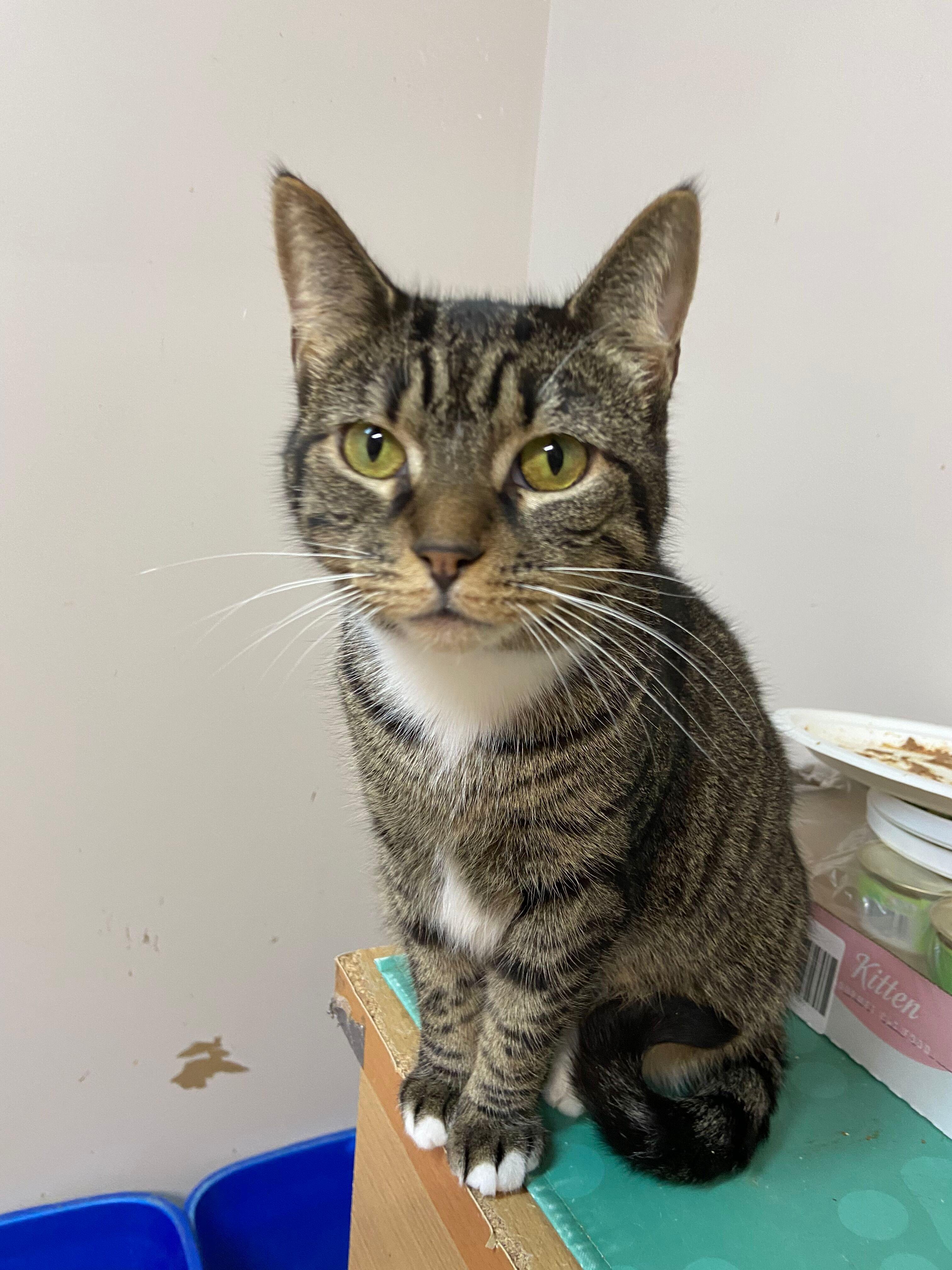 Enlarge Calamity, a Adoptable Domestic Short Hair in Peru, IN image 3/4