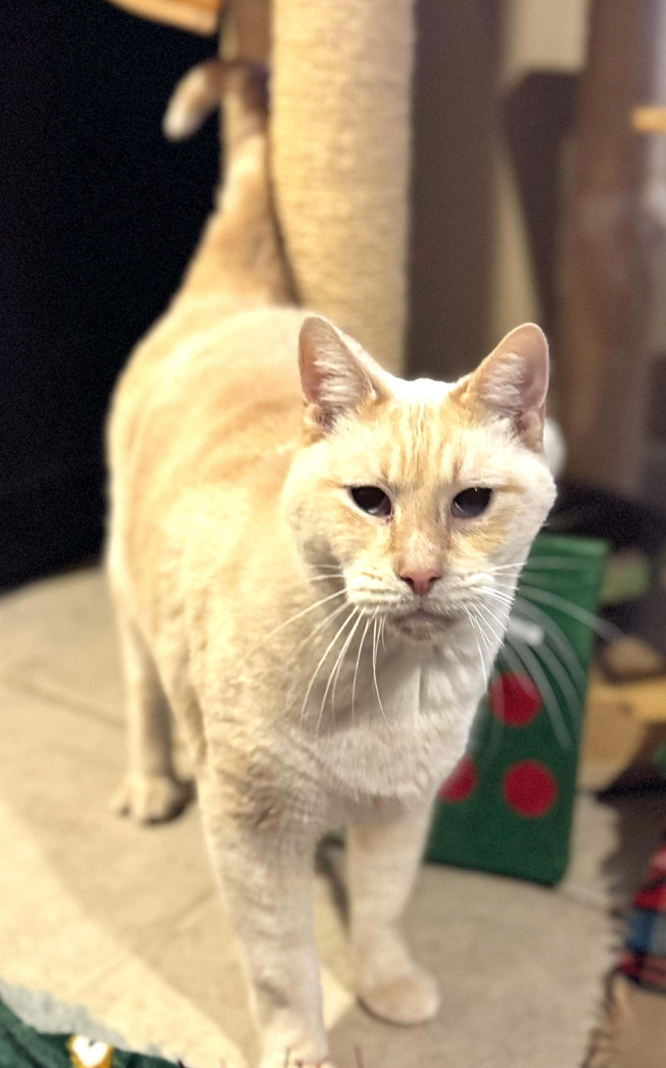 Snowman, a Adoptable mixed breed in Sedalia, MO image 6/6