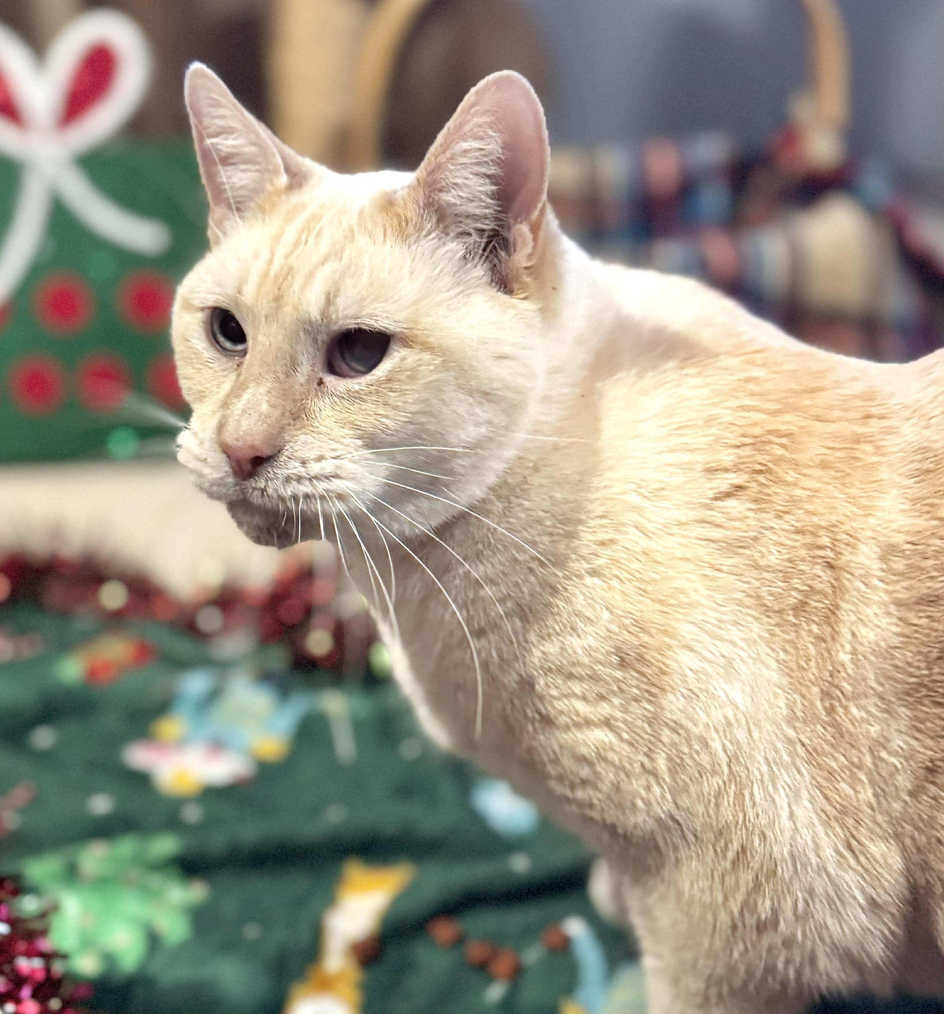Snowman, a Adoptable mixed breed in Sedalia, MO image 4/6