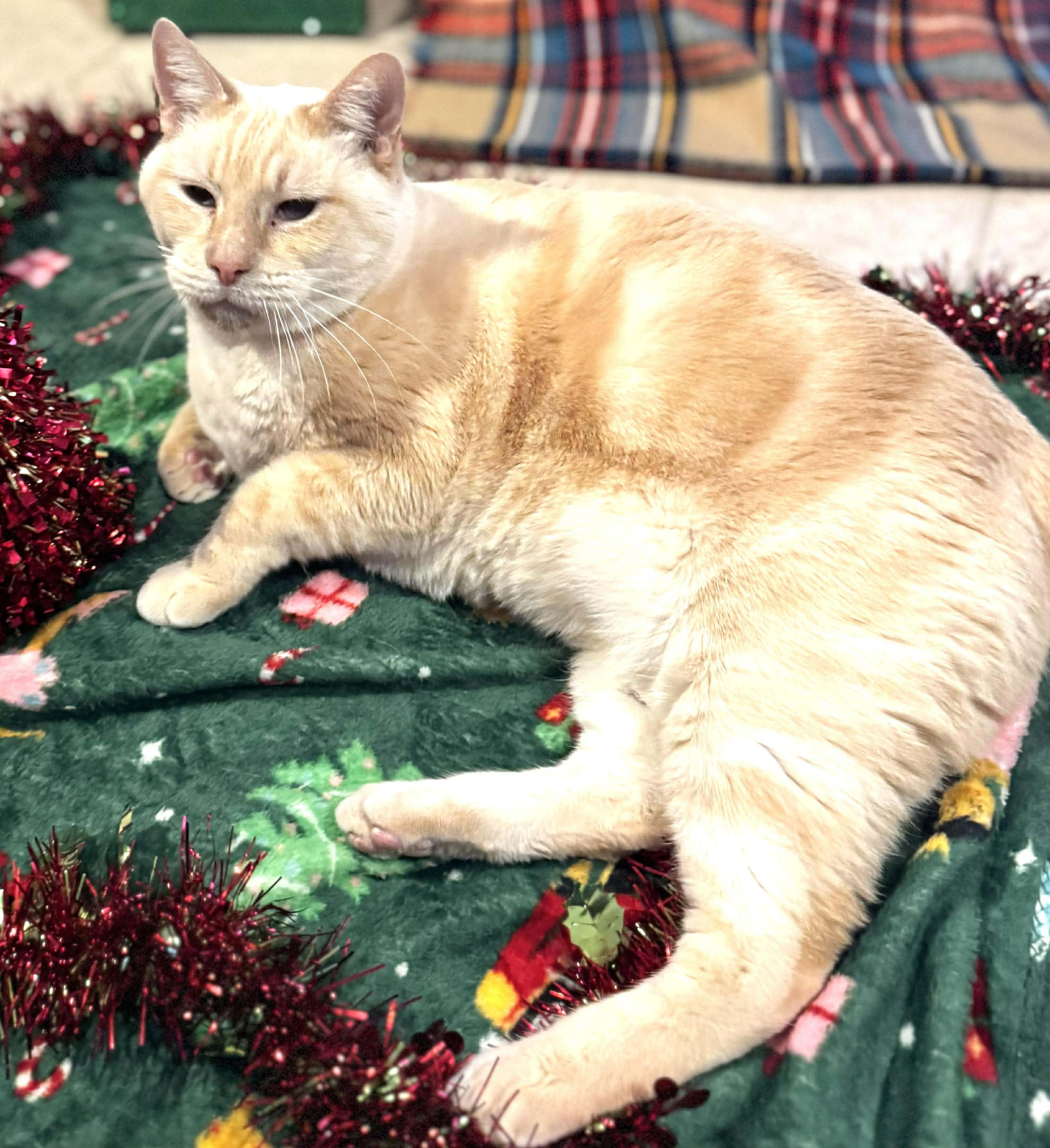 Snowman, a Adoptable mixed breed in Sedalia, MO image 5/6