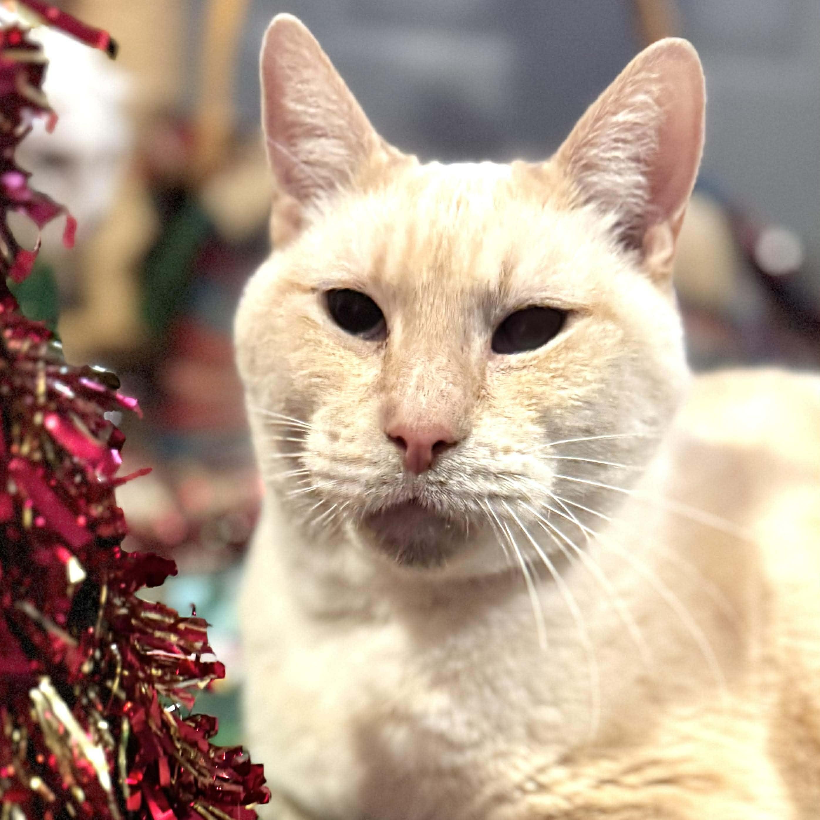 Snowman, Adoptable, Senior Male Domestic Short Hair & Siamese.