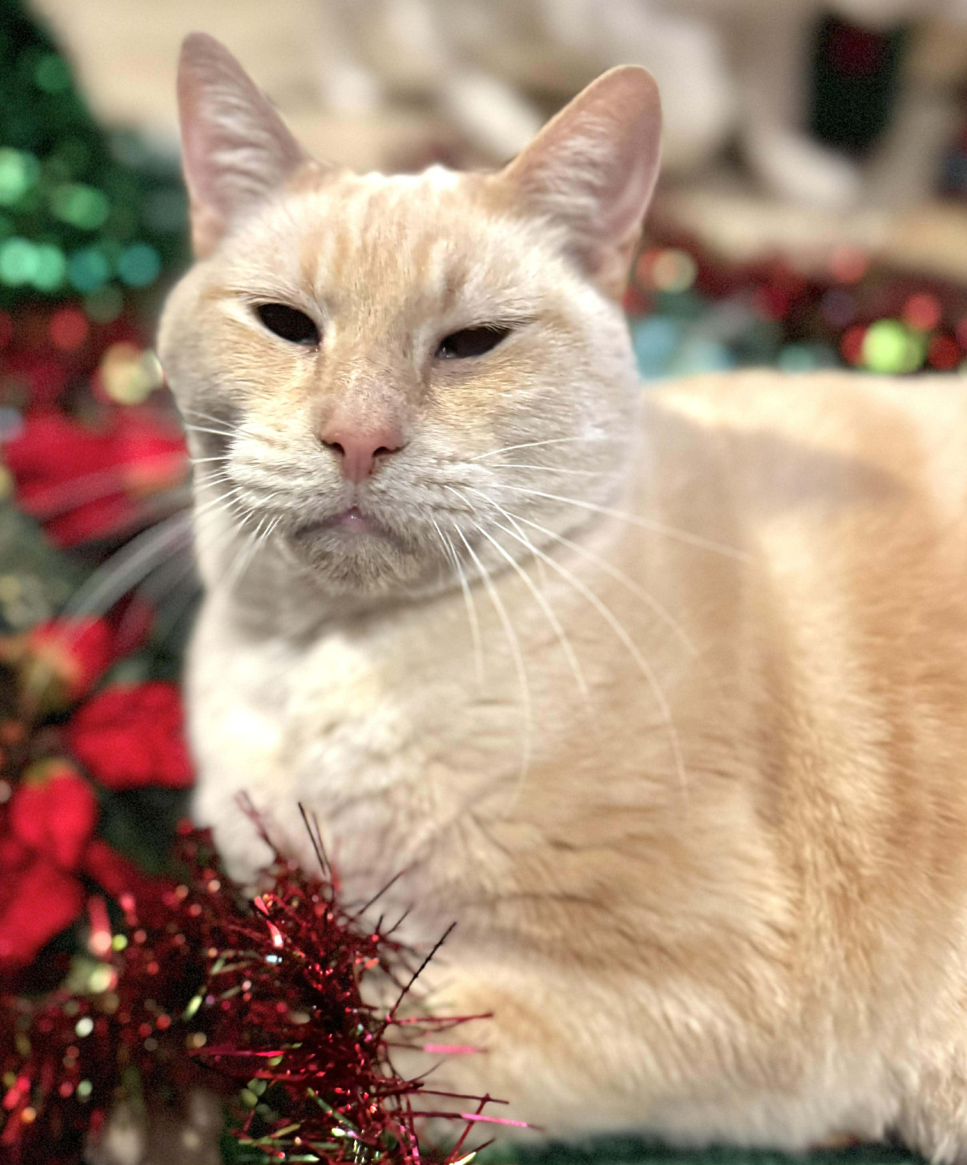 Snowman, a Adoptable mixed breed in Sedalia, MO image 3/6