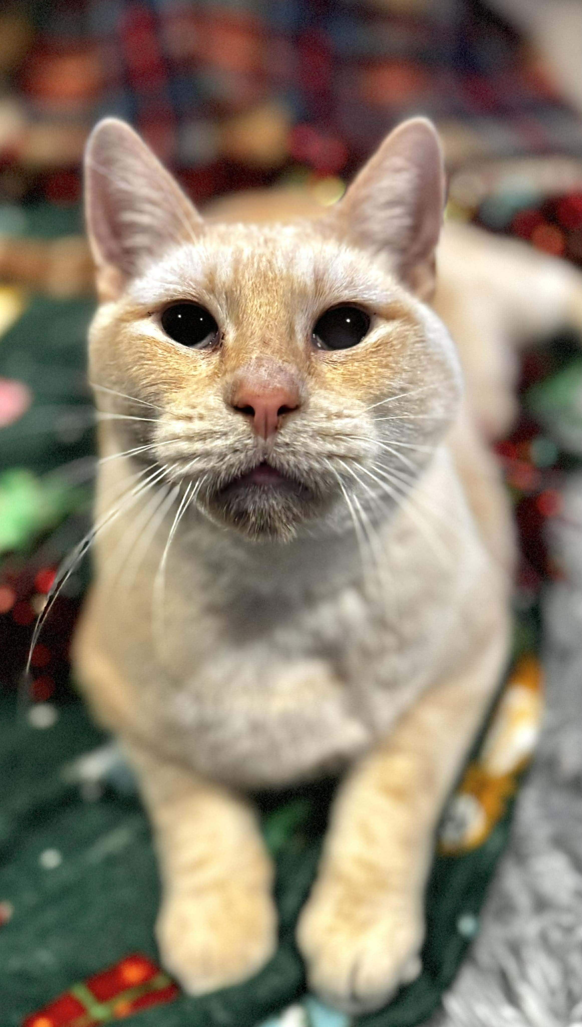 Snowman, a Adoptable mixed breed in Sedalia, MO image 2/6