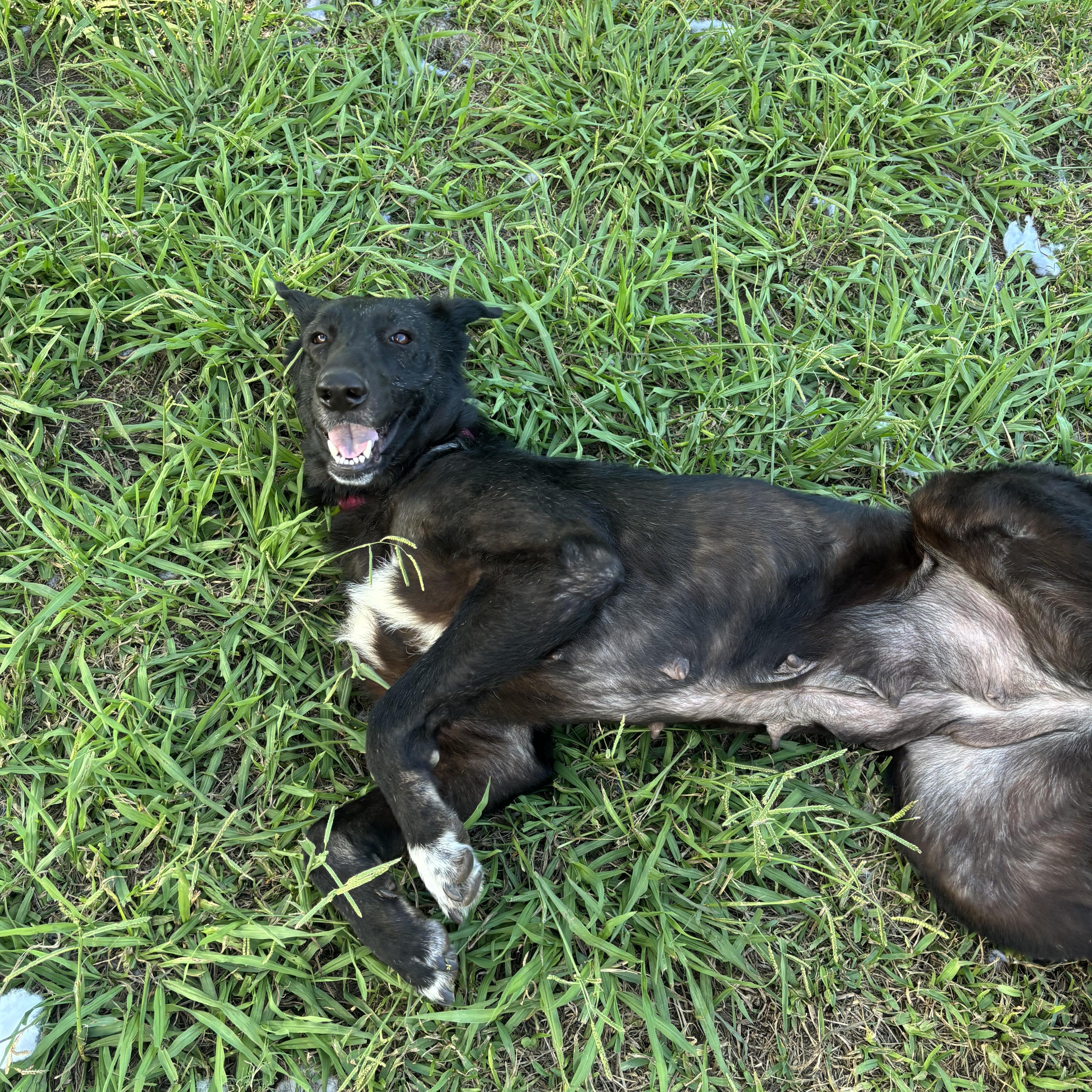Bessie, a ADOPTABLE Dutch Shepherd in Houston, TX image 4/4