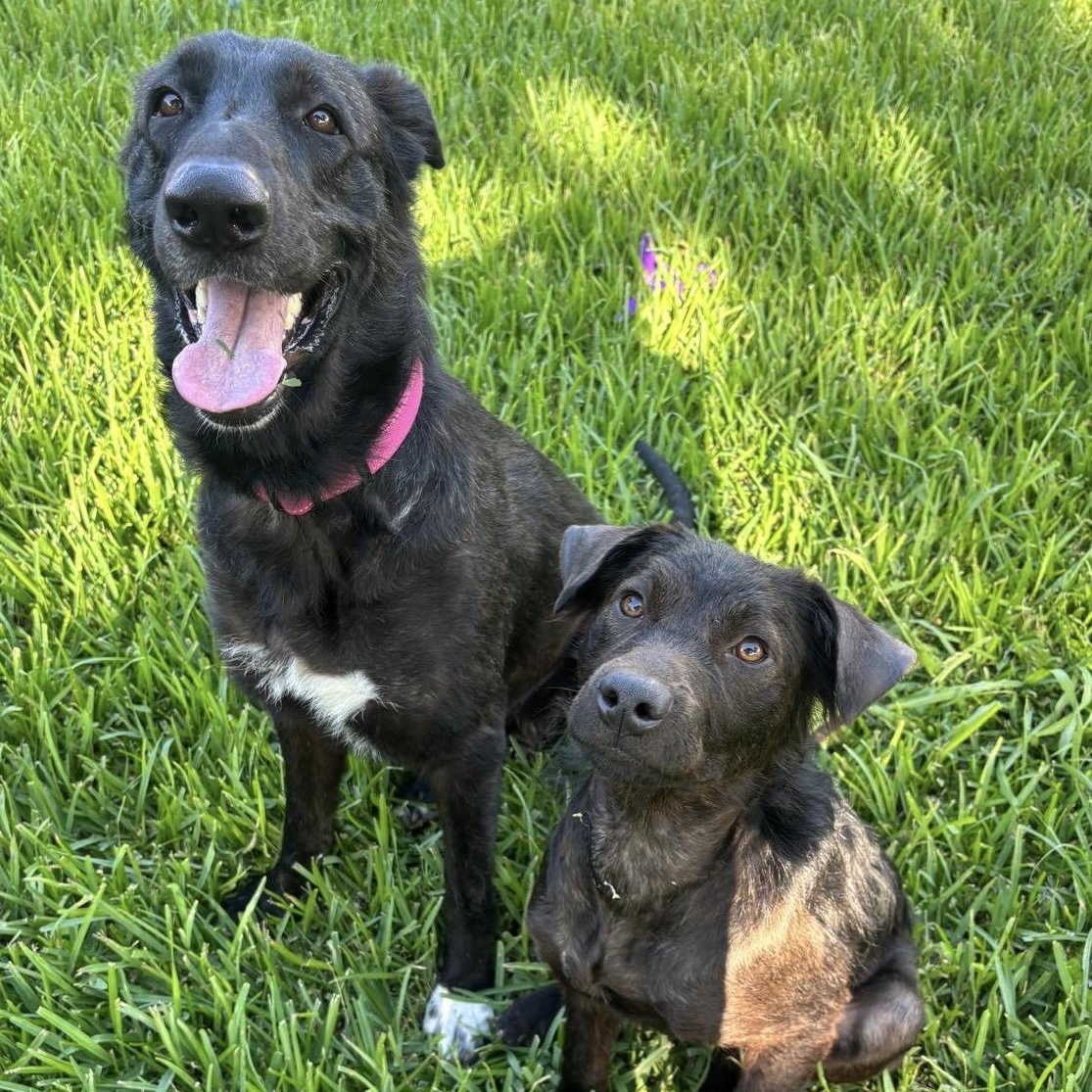Bessie, a ADOPTABLE Dutch Shepherd in Houston, TX image 3/4
