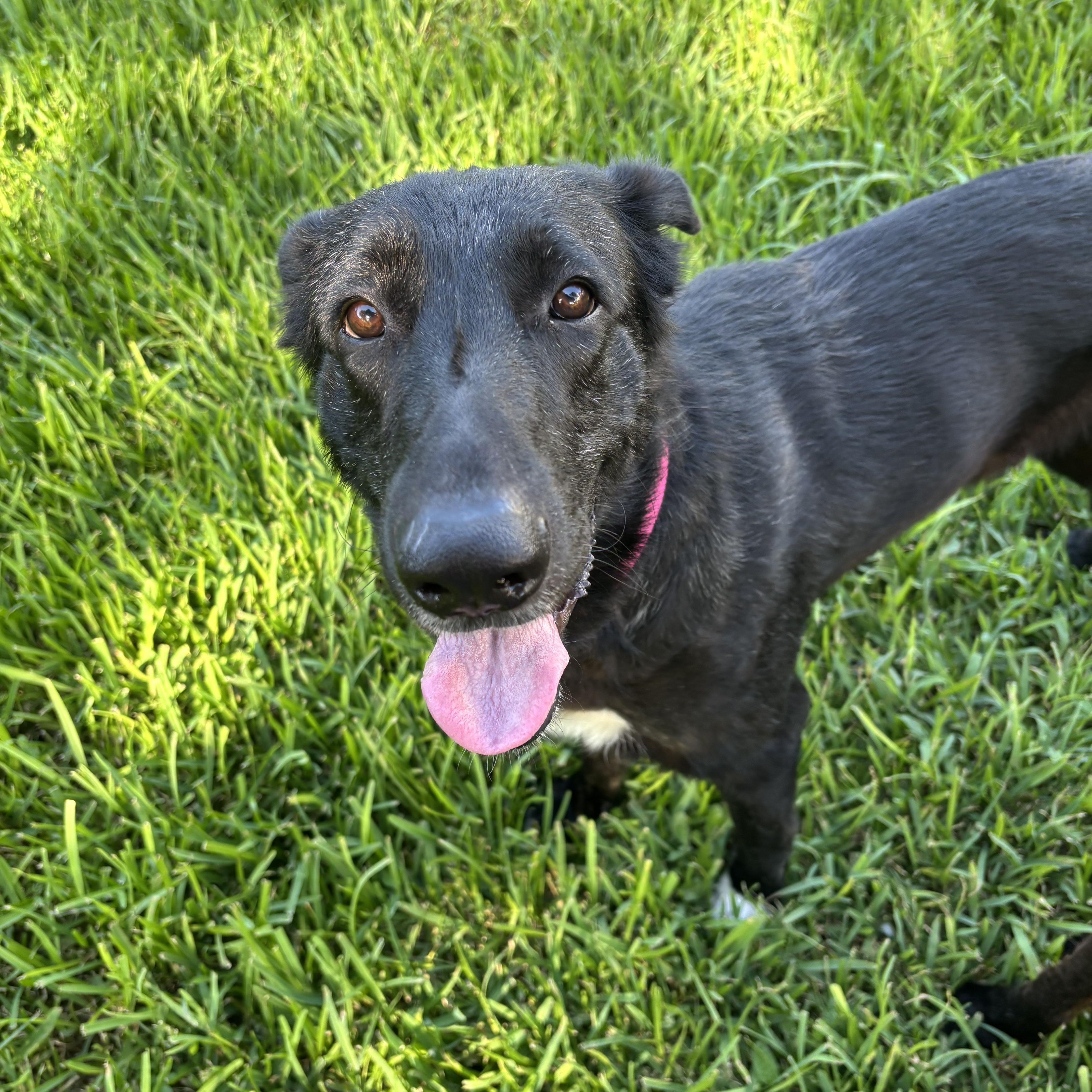 Bessie, a ADOPTABLE Dutch Shepherd in Houston, TX image 2/4