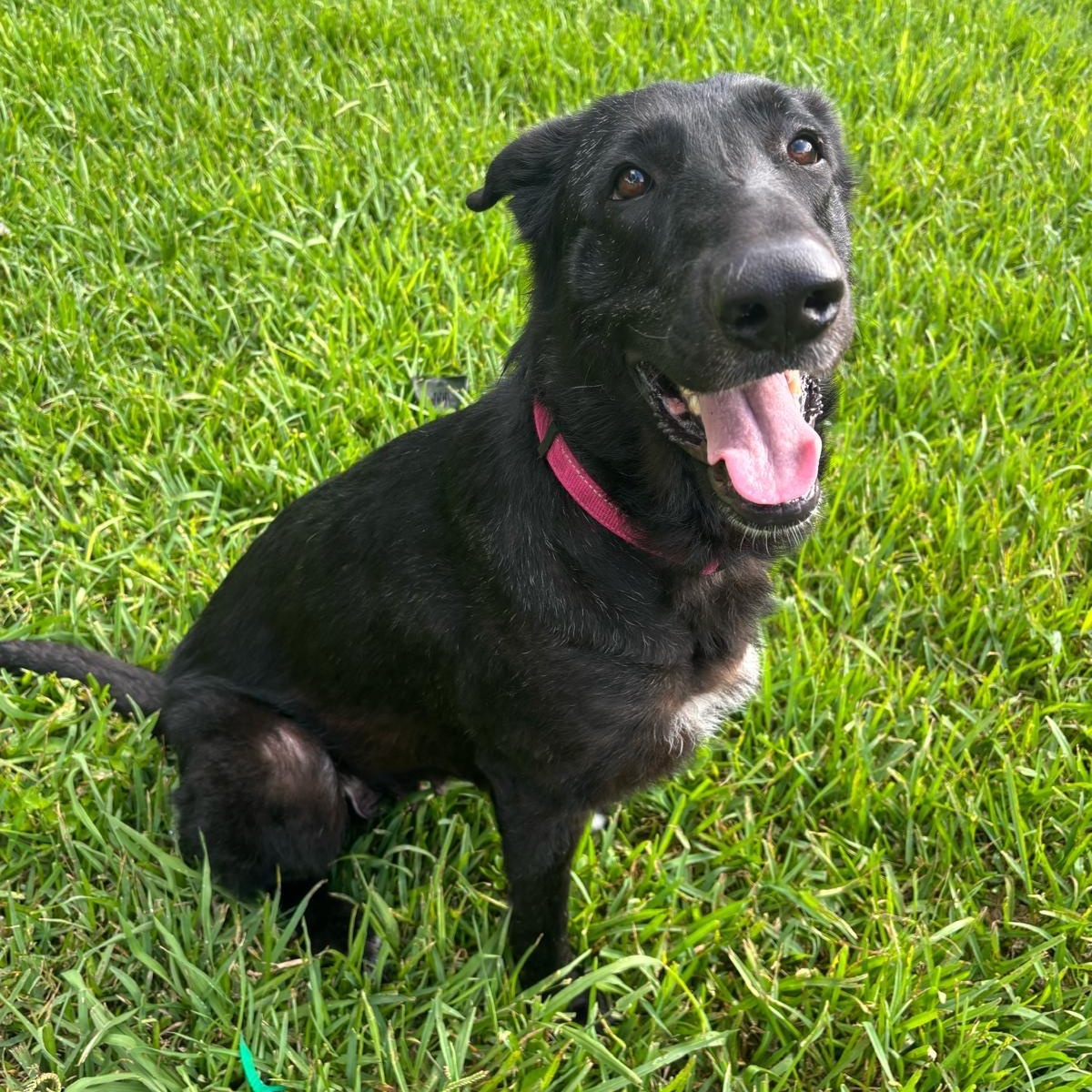 Bessie, ADOPTABLE, Young Female Dutch Shepherd.