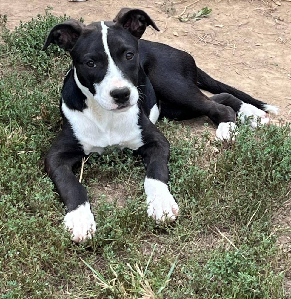 Enlarge Diamond Girl, a Adopted mixed breed in Troy, MO image 1/6