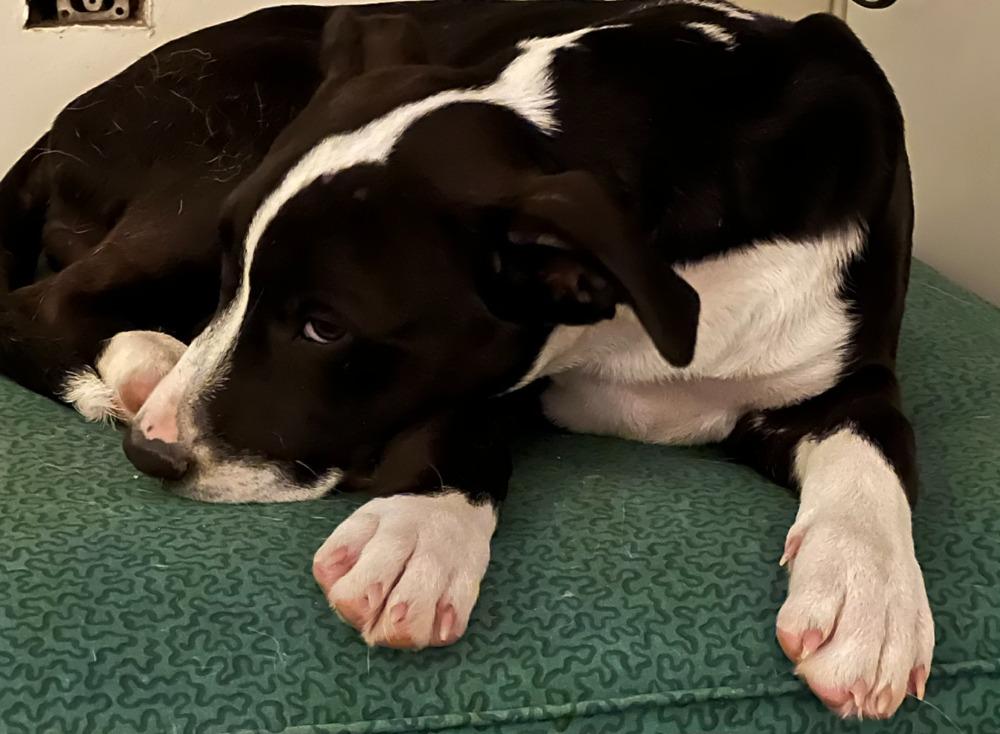 Enlarge Diamond Girl, a Adopted mixed breed in Troy, MO image 3/6