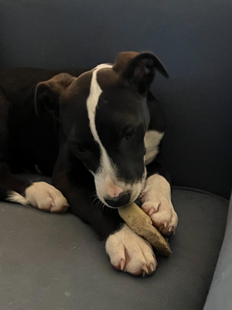Enlarge Diamond Girl, a Adopted mixed breed in Troy, MO image 2/6