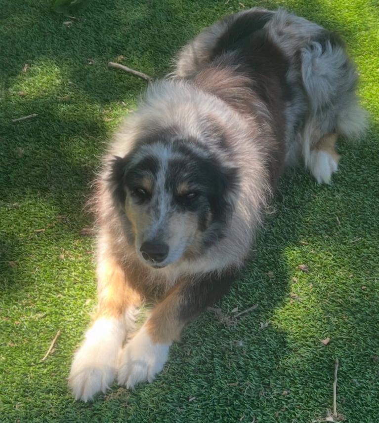 Mulan, ADOPTABLE, Adult Female Australian Shepherd.
