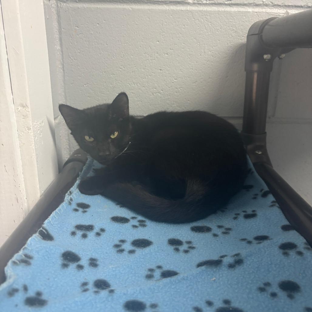 Enlarge Boo, a Adoptable Domestic Short Hair in Enterprise, AL image 1/1