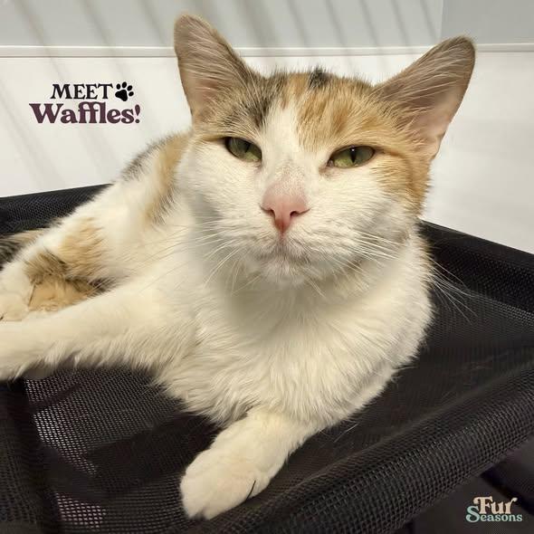 WAFFLES, a ADOPTABLE Calico in Madison, WI image 1/3