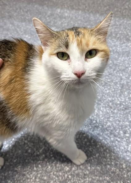 WAFFLES, a ADOPTABLE Calico in Madison, WI image 3/3