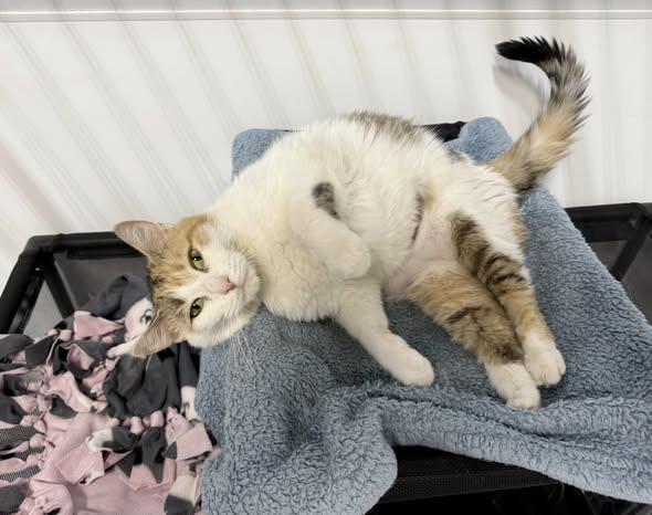 WAFFLES, a ADOPTABLE Calico in Madison, WI image 2/3