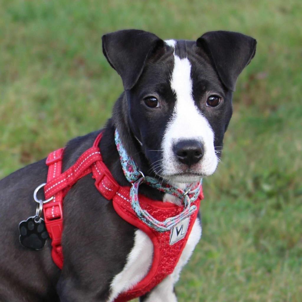 Celine Dion - I'll Be Home for Christmas Promo, Adoptable, Puppy Female Mixed Breed.