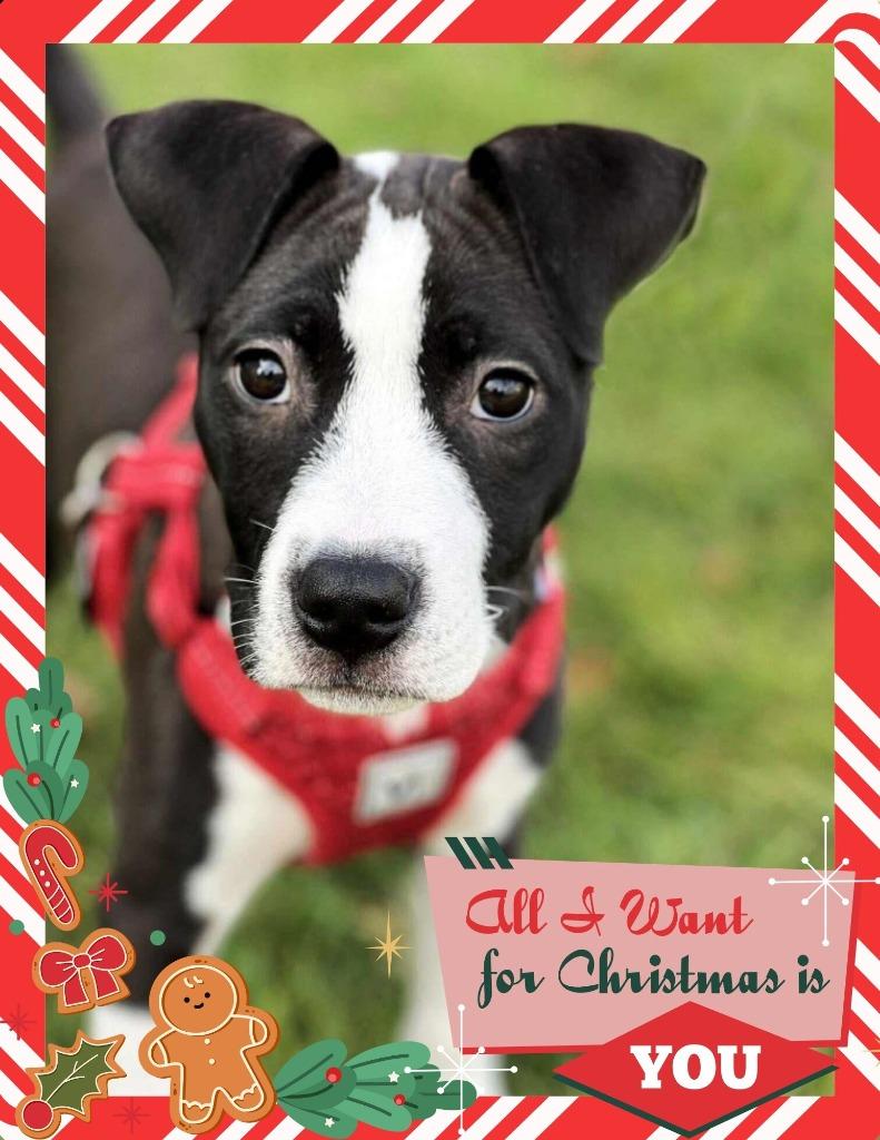 Enlarge Celine Dion - I'll Be Home for Christmas Promo, a Adoptable mixed breed in Savage, MN image 2/5