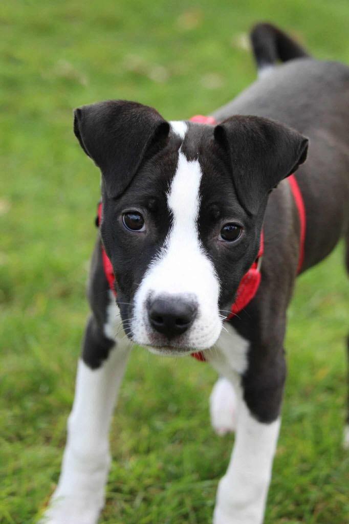 Enlarge Celine Dion - I'll Be Home for Christmas Promo, a Adoptable mixed breed in Savage, MN image 3/5