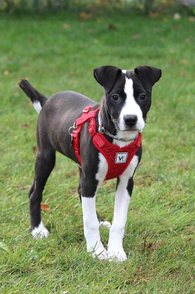 Enlarge Celine Dion - I'll Be Home for Christmas Promo, a Adoptable mixed breed in Savage, MN image 4/5