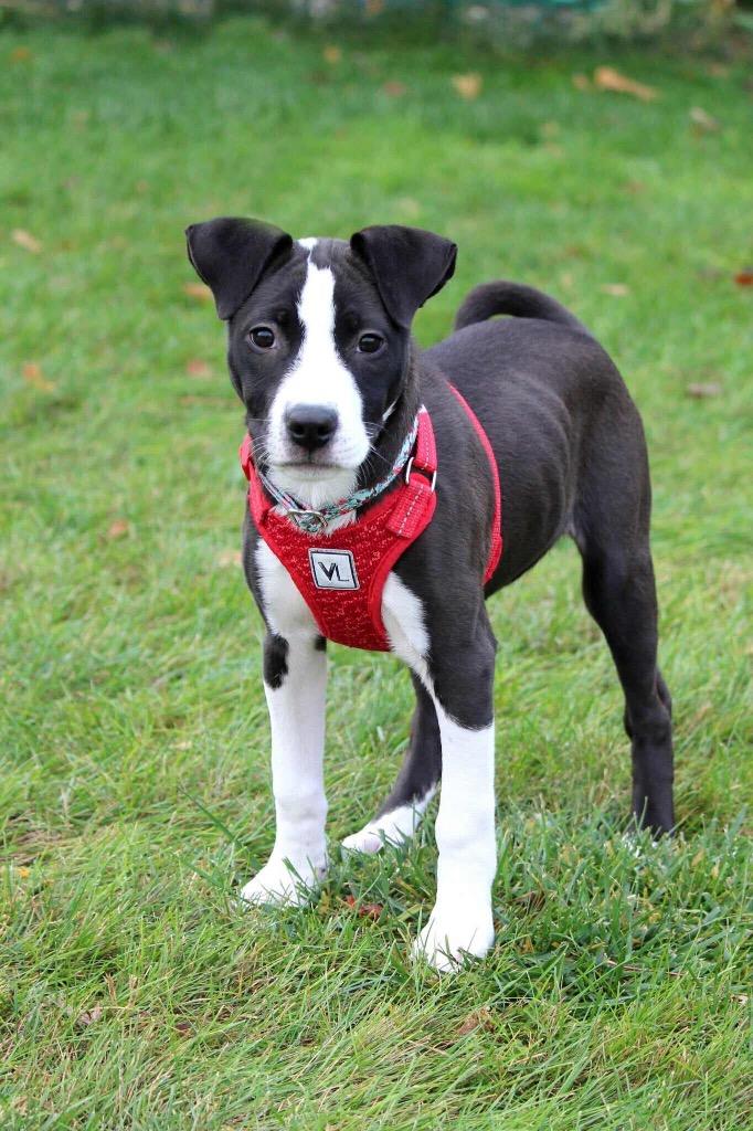 Enlarge Celine Dion - I'll Be Home for Christmas Promo, a Adoptable mixed breed in Savage, MN image 5/5