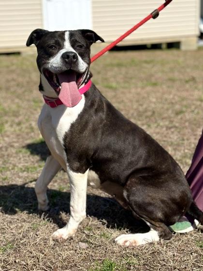 Enlarge Clarabelle, a Adoptable mixed breed in King William, VA image 1/1