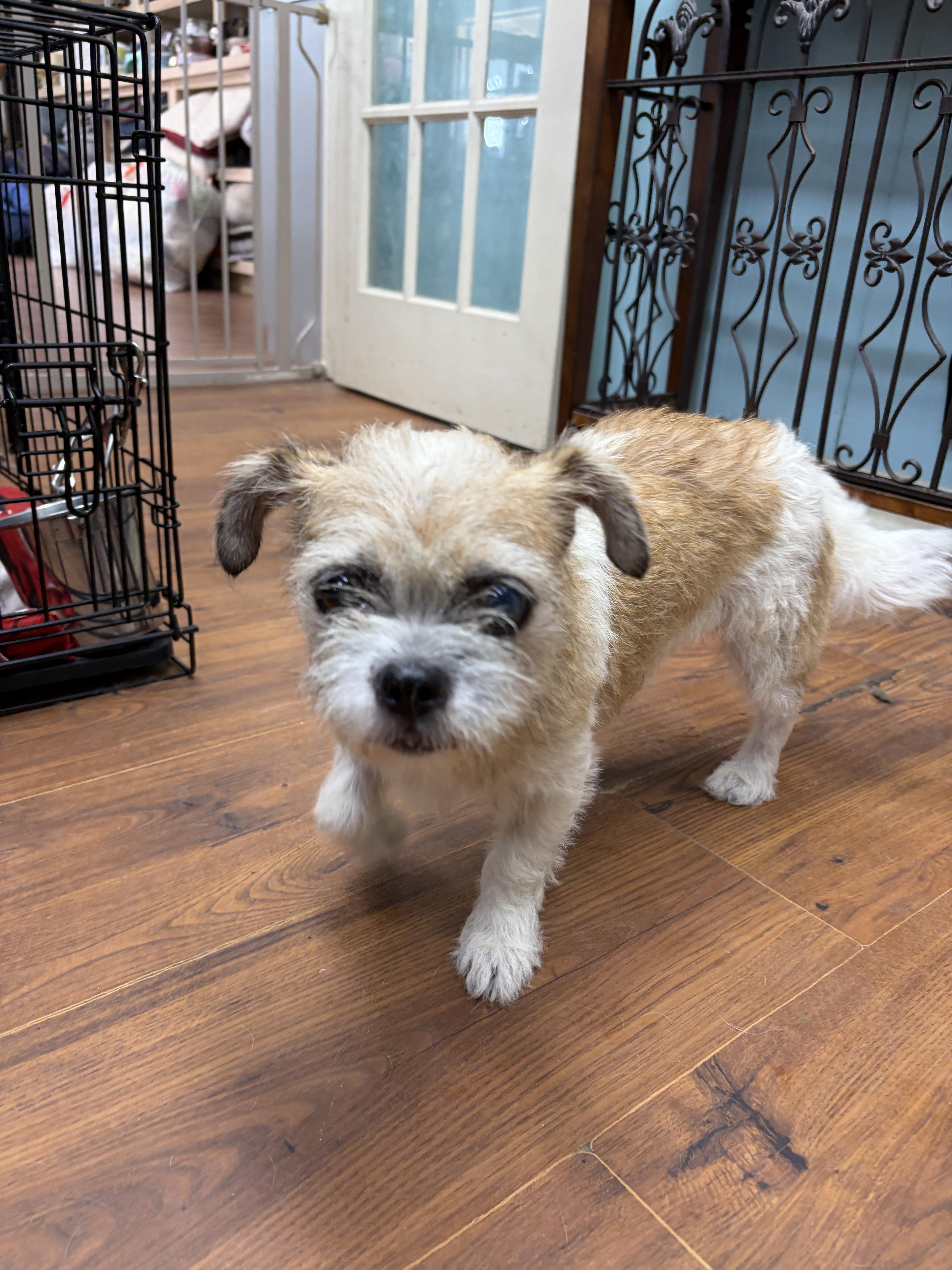 Enlarge Lola, a Adoptable mixed breed in Perry, GA image 4/4