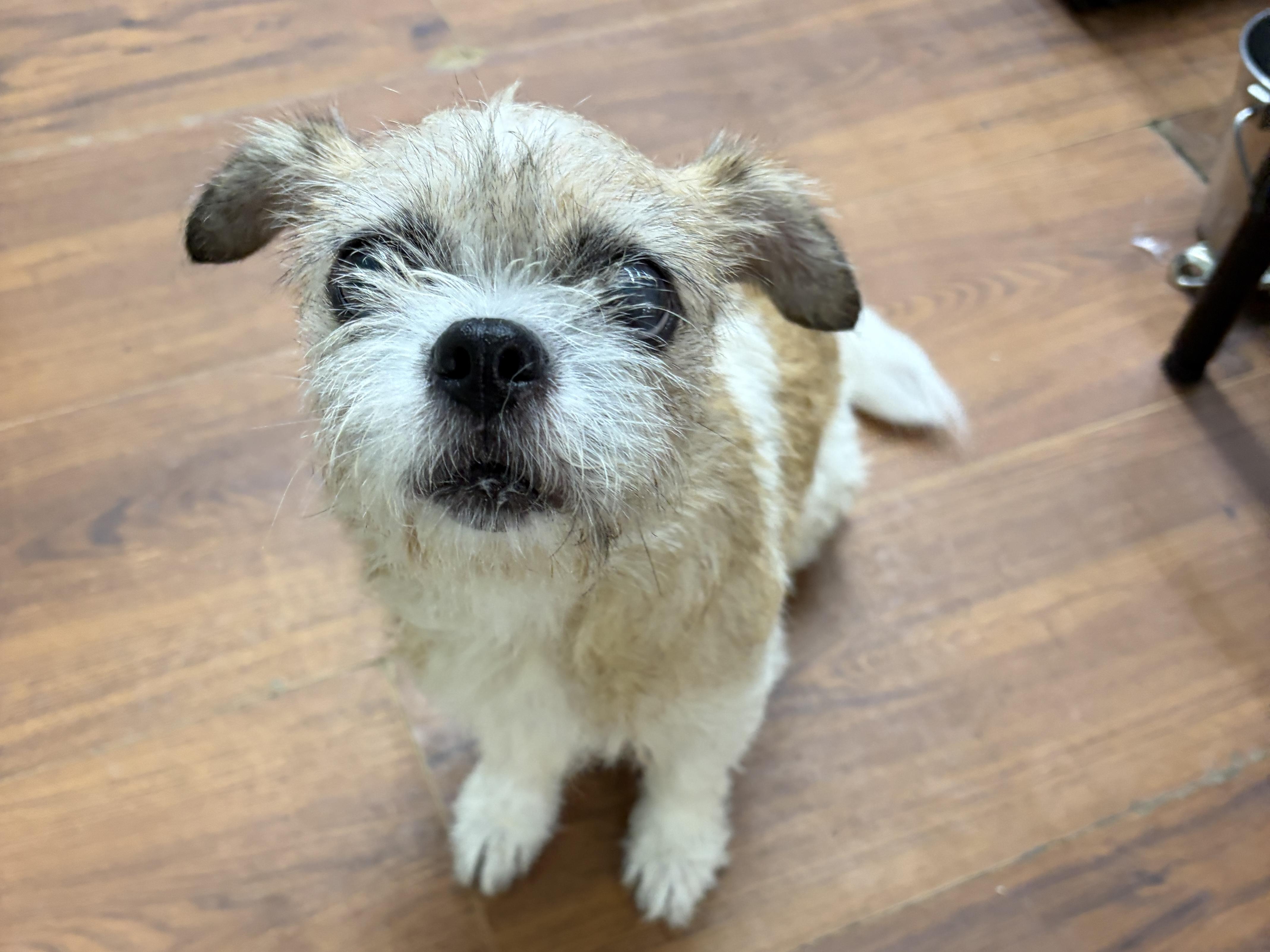 Enlarge Lola, a Adoptable mixed breed in Perry, GA image 2/4
