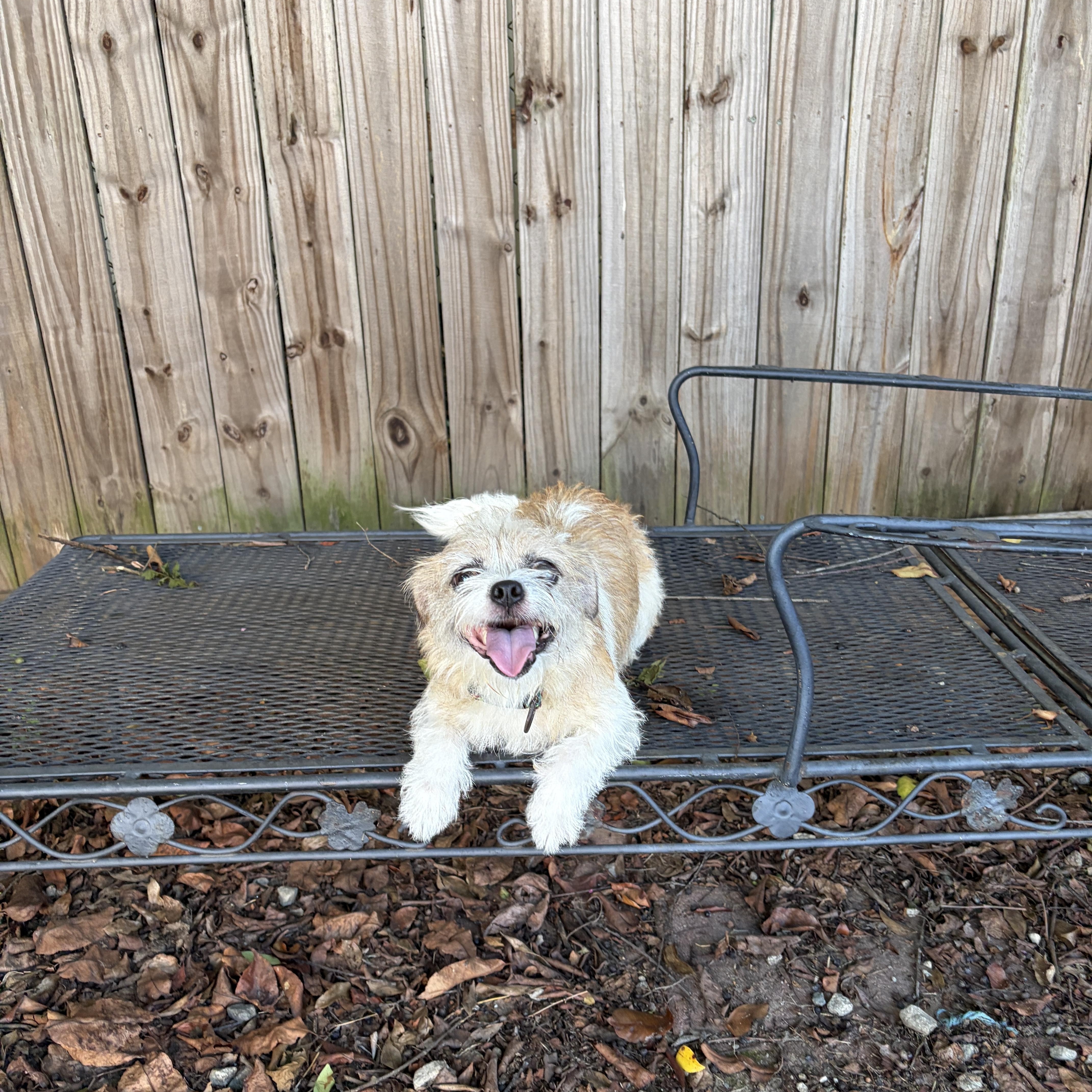 Enlarge Lola, a Adoptable mixed breed in Perry, GA image 3/4