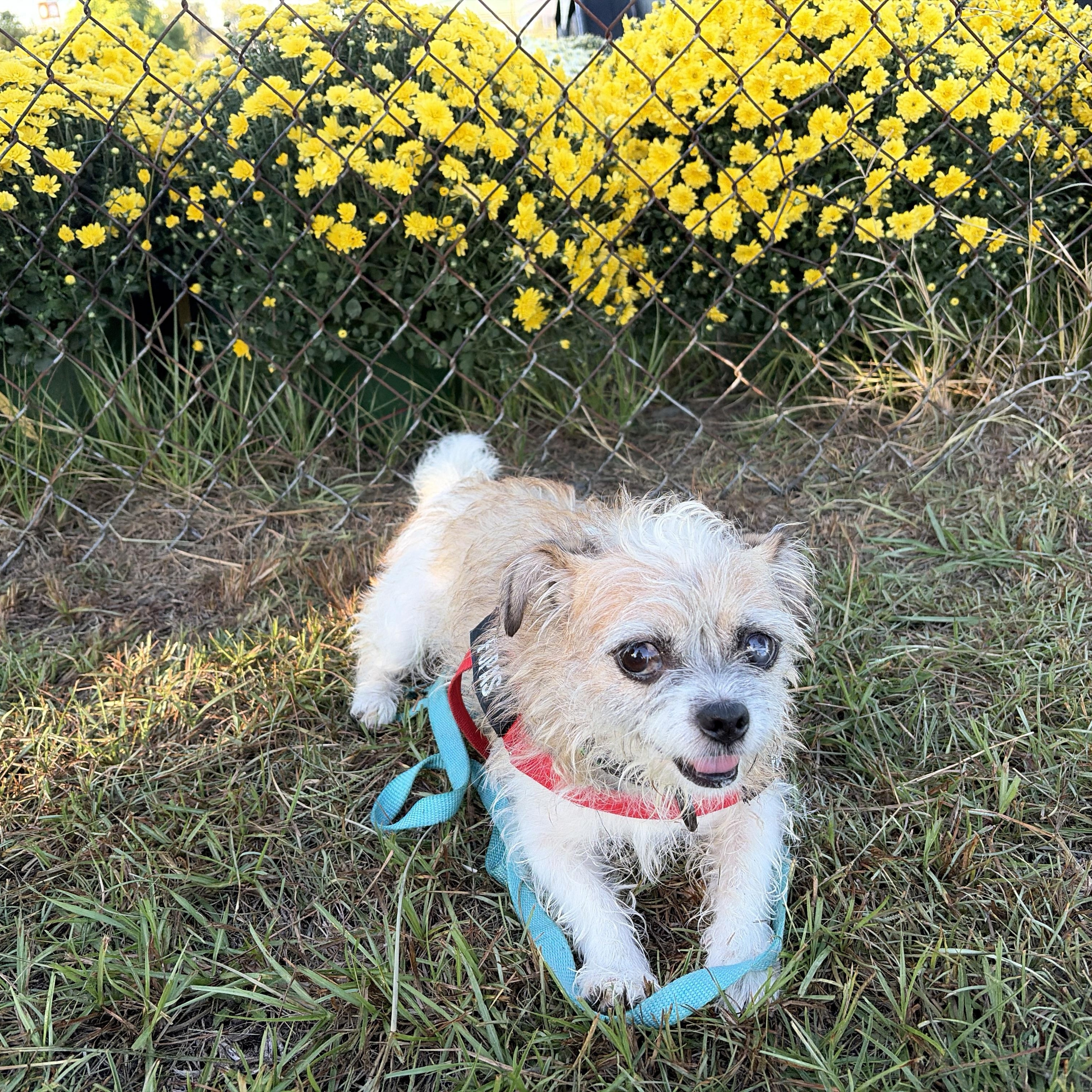 Enlarge Lola, a Adoptable mixed breed in Perry, GA image 1/4