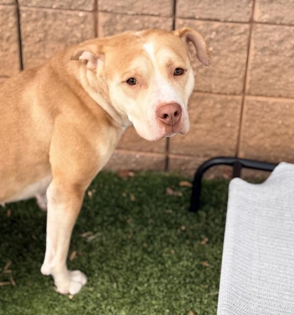 Sprinkles, Adoptable, Young Female Pit Bull Terrier.