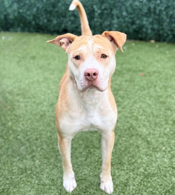 Sprinkles, a Adoptable mixed breed in Canton, GA image 2/2