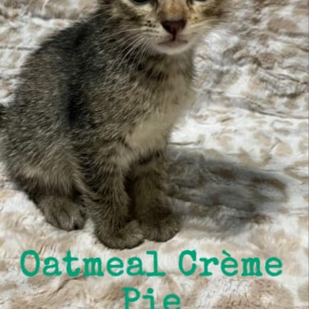 Oatmeal Creme Pie, a Adoptable Domestic Short Hair in St. Peters, MO image 1/4