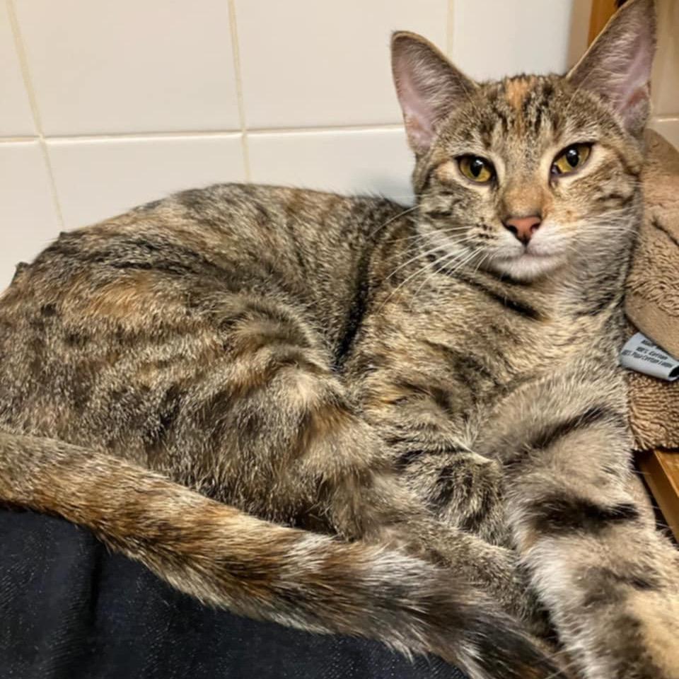 Oatmeal Creme Pie, a Adoptable Domestic Short Hair in St. Peters, MO image 2/4