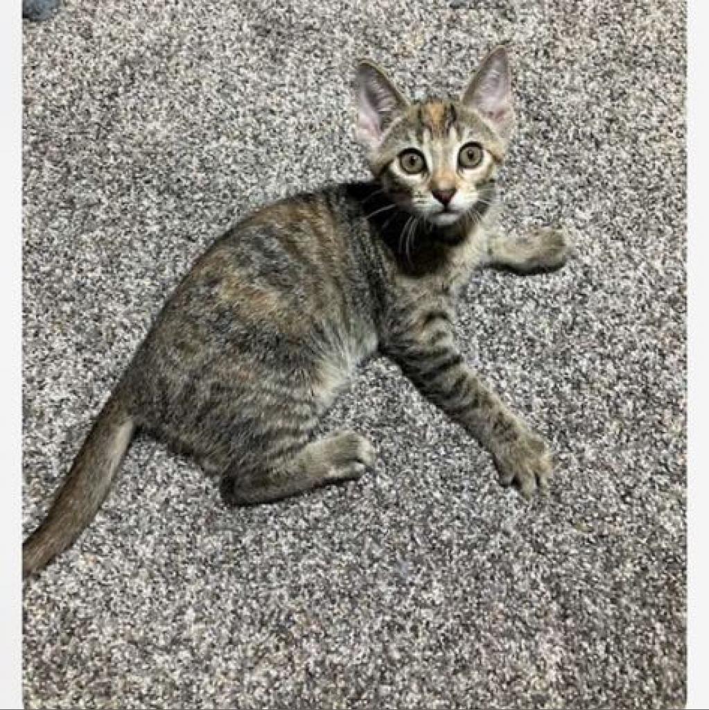 Oatmeal Creme Pie, a Adoptable Domestic Short Hair in St. Peters, MO image 3/4
