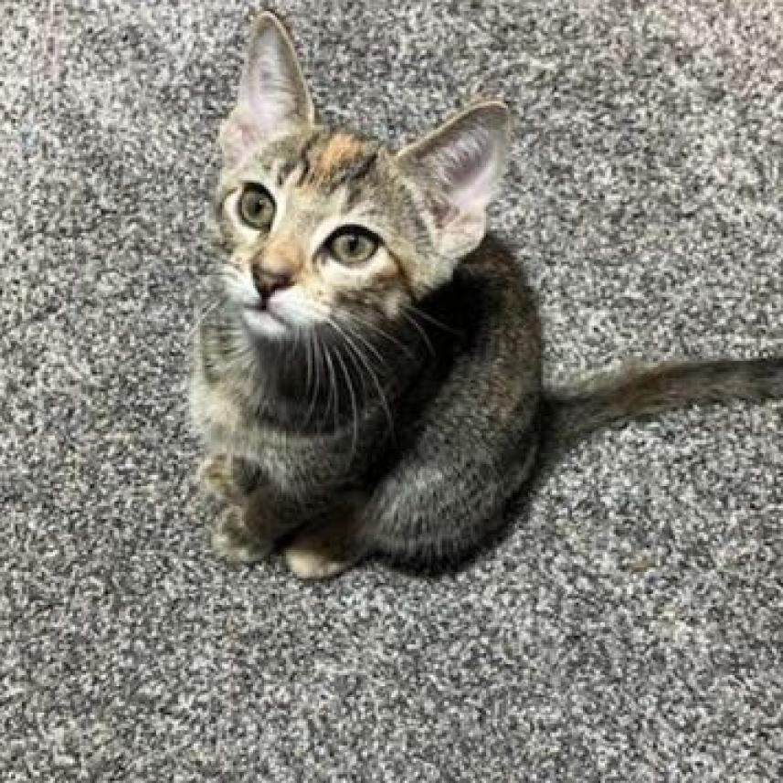 Oatmeal Creme Pie, a Adoptable Domestic Short Hair in St. Peters, MO image 4/4