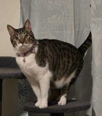 Bella Green, ADOPTABLE, Adult Female Domestic Short Hair.