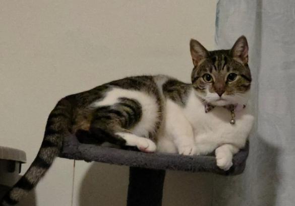 Enlarge Bella Green, a ADOPTABLE mixed breed in Escondido, CA image 3/4